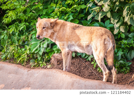 Gray wolf in forest on the green grass. The wolf, Canis lupus 121184402