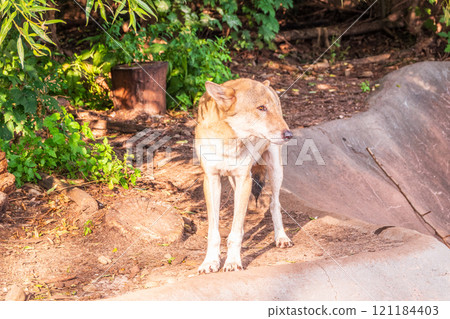 Gray wolf in forest on the green grass. The wolf, Canis lupus Gray wolf in forest on the green grass. The wolf, Canis lupus 121184403