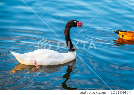 The black-necked swan, Cygnus melancoryphus, is a swan that is the largest waterfowl native to South America. The body plumage is white with a black neck and head and greyish bill 121184404
