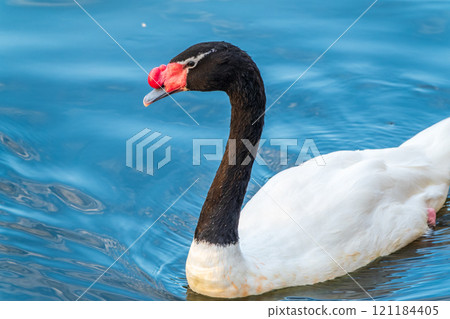 The black-necked swan, Cygnus melancoryphus, is a swan that is the largest waterfowl native to South America. The body plumage is white with a black neck and head and greyish bill The black-necked swan, Cygnus melancoryphus, is a swan that is the largest waterfowl native to South America. The body plumage is white with a black neck and head and greyish bill 121184405