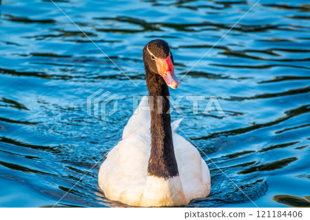 The black-necked swan, Cygnus melancoryphus, is a swan that is the largest waterfowl native to South America. The body plumage is white with a black neck and head and greyish bill The black-necked swan, Cygnus melancoryphus, is a swan that is the largest waterfowl native to South America. The body plumage is white with a black neck and head and greyish bill 121184406