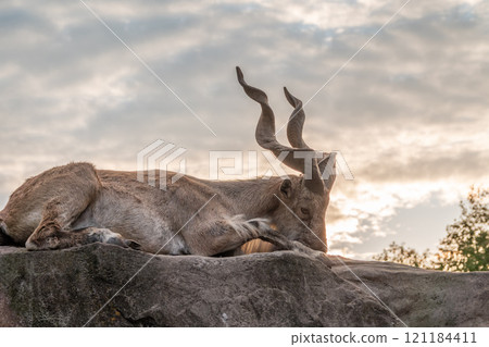 Close-up portrait of Markhor, Capra falconeri, wild goat native to Central Asia, Karakoram and the Himalayas 121184411