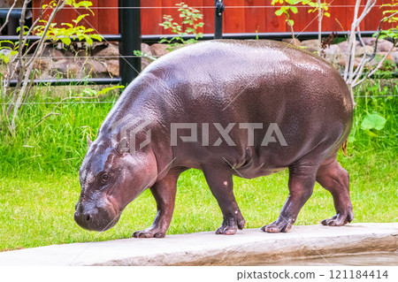 Fat hippo with shiny skin and small ears while eating the grass 121184414