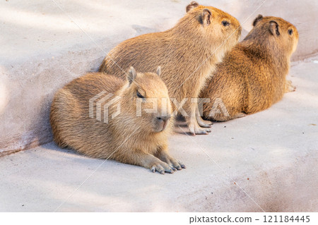 Three capybara in the park 121184445