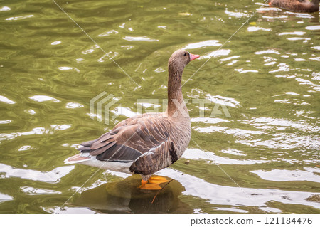 Greater White-fronted Goose (Anser albifrons) standing on the green shore of the pond. Greater White-fronted Goose (Anser albifrons) standing on the green shore of the pond. 121184476