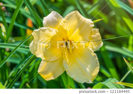 A yellow daylily flower, latin name Hemerocallis lilioasphodelus, at sunset. It is also known as the lemon daylily. 121184495