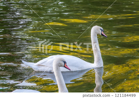 A graceful white swan swimming on a lake with dark water. The white swan is reflected in the water A graceful white swan swimming on a lake with dark water. The white swan is reflected in the water 121184499