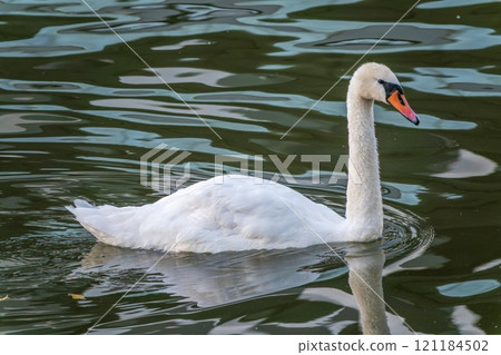 A graceful white swan swimming on a lake with dark water. The white swan is reflected in the water A graceful white swan swimming on a lake with dark water. The white swan is reflected in the water 121184502