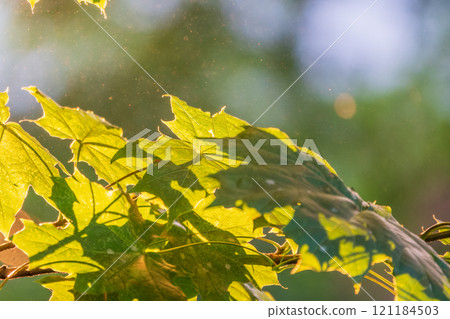 Maple branches with green and yellow leaves in autumn, in the light of sunset. Maple branches with green and yellow leaves in autumn, in the light of sunset. 121184503
