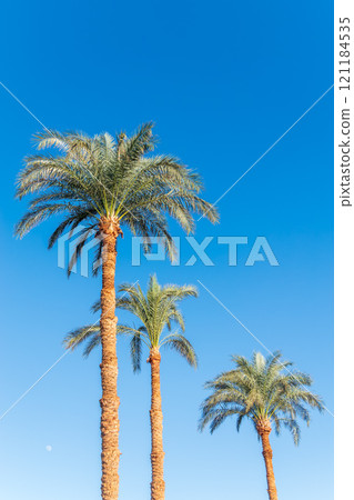 Palm tree with green leaves on blue background 121184535