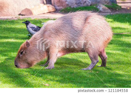 A large capybara walks on the green grass in the park A large capybara walks on the green grass in the park 121184558