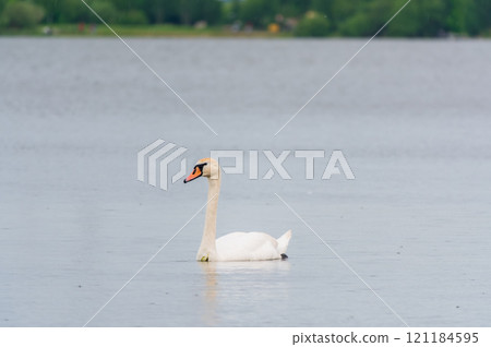 Graceful white Swan swimming in the lake, swans in the wild. Portrait of a white swan swimming on a lake. Graceful white Swan swimming in the lake, swans in the wild. Portrait of a white swan swimming on a lake. 121184595