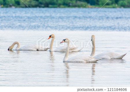 Graceful white Swans swimming in the lake, swans in the wild 121184606