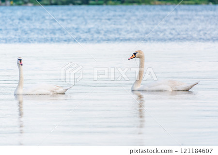 Two Graceful white Swans swimming in the lake, swans in the wild 121184607
