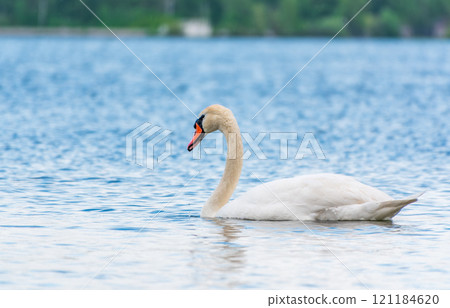 Graceful white Swan swimming in the lake, swans in the wild. Portrait of a white swan swimming on a lake. Graceful white Swan swimming in the lake, swans in the wild. Portrait of a white swan swimming on a lake. 121184620