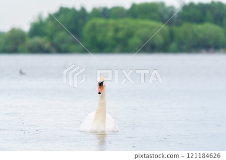 Graceful white Swan swimming in the lake, swans in the wild. Portrait of a white swan swimming on a lake. Graceful white Swan swimming in the lake, swans in the wild. Portrait of a white swan swimming on a lake. 121184626