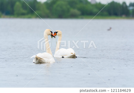 Two Graceful white Swans swimming in the lake, swans in the wild 121184629