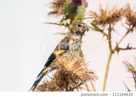 European goldfinch with juvenile plumage, feeding on the seeds of thistles. Carduelis carduelis. 121184630