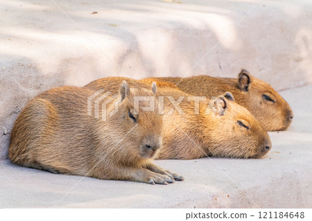 Three capybara in the park 121184648