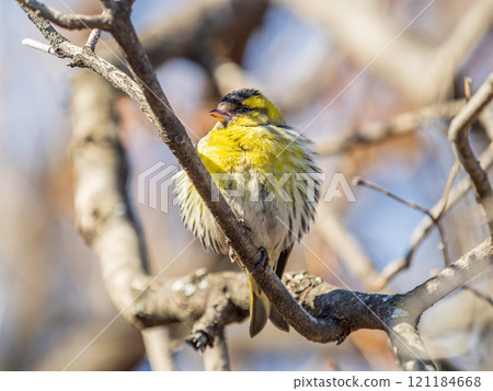 Eurasian siskin male, latin name spinus spinus, sitting on branch of tree. Cute little yellow songbird. 121184668