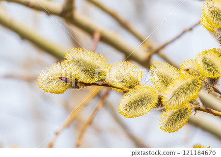 Nature awakes in spring. Blooming willow twigs and furry willow-catkins, so called seals or cats. Holly willow, Salix caprea Nature awakes in spring. Blooming willow twigs and furry willow-catkins, so called seals or cats. Holly willow, Salix caprea 121184670