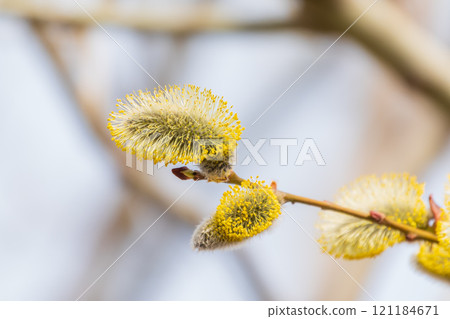 Nature awakes in spring. Blooming willow twigs and furry willow-catkins, so called seals or cats. Holly willow, Salix caprea 121184671
