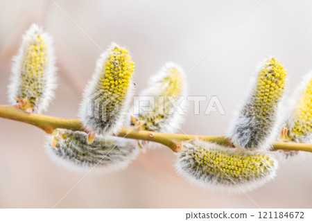 Nature awakes in spring. Blooming willow twigs and furry willow-catkins, so called seals or cats. Holly willow, Salix caprea 121184672