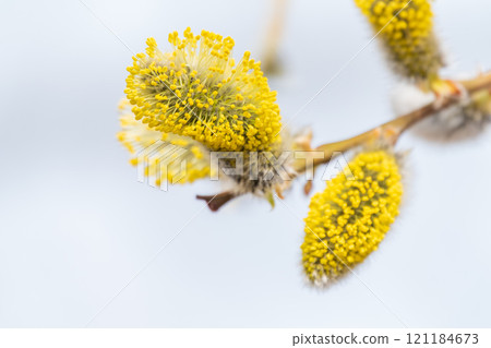 Nature awakes in spring. Blooming willow twigs and furry willow-catkins, so called seals or cats. Holly willow, Salix caprea Nature awakes in spring. Blooming willow twigs and furry willow-catkins, so called seals or cats. Holly willow, Salix caprea 121184673