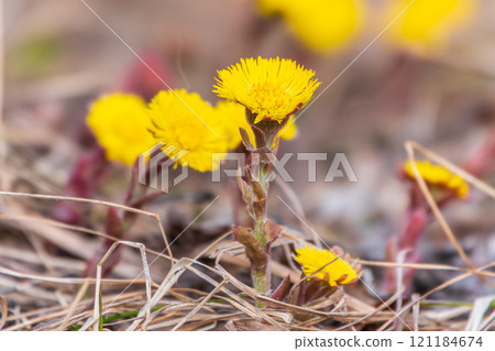 The spring primroses. The bright yellow flowers of coltsfoot in the sunshine. The spring primroses. The bright yellow flowers of coltsfoot in the sunshine. 121184674