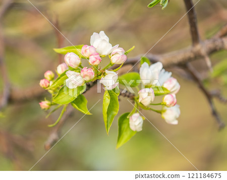 White blossoming apple trees. White apple tree flowers 121184675