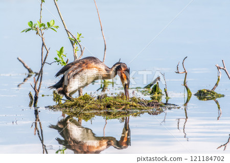 Great Crested Grebe, Podiceps cristatus, water bird sitting on the nest, nesting time on the green lake 121184702