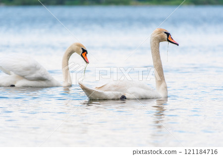 Two Graceful white Swans swimming in the lake, swans in the wild Two Graceful white Swans swimming in the lake, swans in the wild 121184716