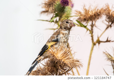 European goldfinch with juvenile plumage, feeding on the seeds of thistles. Carduelis carduelis. 121184747