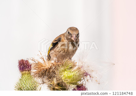 European goldfinch with juvenile plumage, feeding on the seeds of thistles. Carduelis carduelis. 121184748
