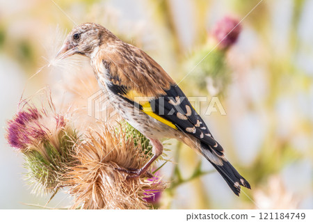 European goldfinch with juvenile plumage, feeding on the seeds of thistles. Carduelis carduelis. European goldfinch with juvenile plumage, feeding on the seeds of thistles. Carduelis carduelis. 121184749