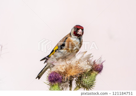 European goldfinch, feeding on the seeds of thistles. Carduelis carduelis. 121184751