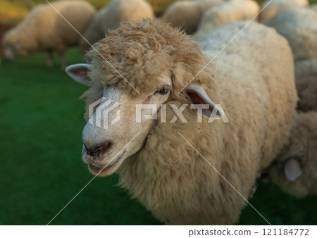 close up sheep resting in grass field close up sheep resting in grass field 121184772
