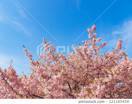 Spring image - blue sky and Kawazuzakura in full bloom 121185459