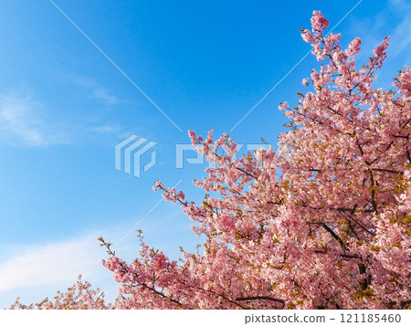 Spring image - blue sky and Kawazuzakura in full bloom Spring image - blue sky and Kawazuzakura in full bloom 121185460