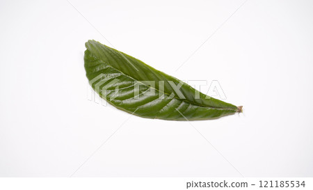Loquat leaves Loquat leaves 121185534