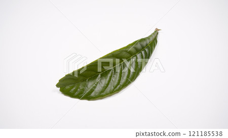 Loquat leaves Loquat leaves 121185538