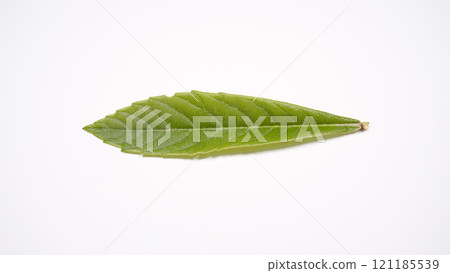 Loquat leaves Loquat leaves 121185539
