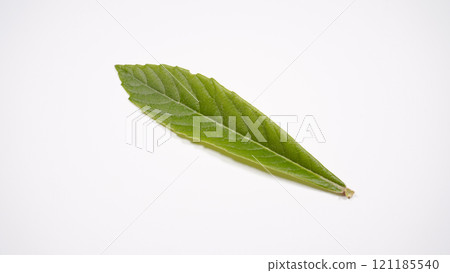 Loquat leaves Loquat leaves 121185540