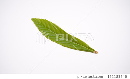 Loquat leaves Loquat leaves 121185546