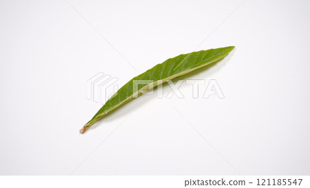 Loquat leaves Loquat leaves 121185547