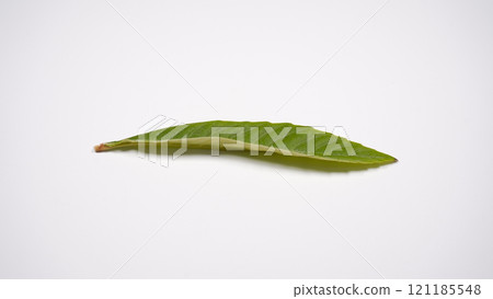 Loquat leaves Loquat leaves 121185548