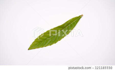 Loquat leaves Loquat leaves 121185550
