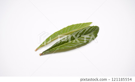 Loquat leaves 121185554