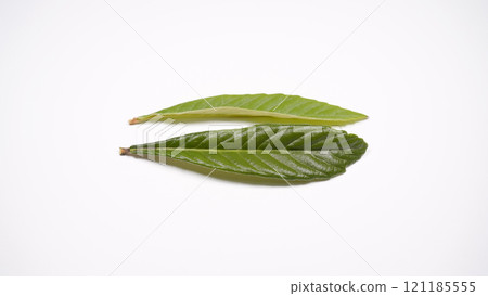 Loquat leaves Loquat leaves 121185555