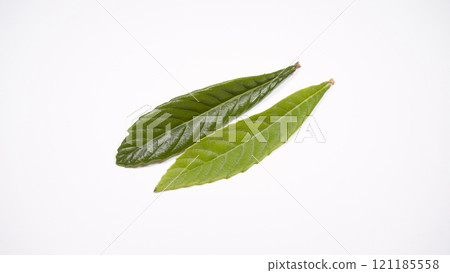 Loquat leaves Loquat leaves 121185558